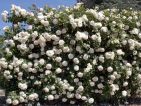 Rosier grimpant 'Palais Royal Meiviowit'