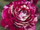 Rosier 'Julio IGLESIAS'