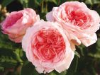 Rosier 'Liv TYLER'
