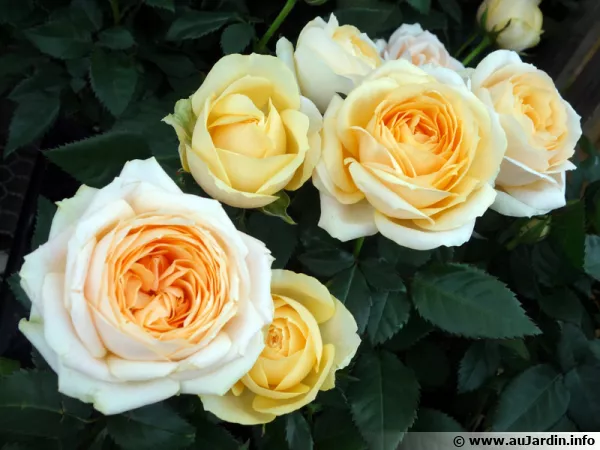 Un mini-rosier, le Bel Ami