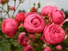 Le label ADR pour des rosiers rsistants