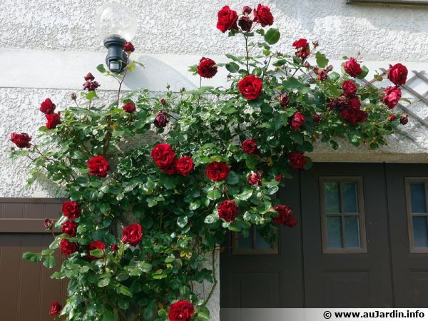Un rosier grimpe sur le mur à l'aide d'un treillage
