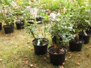 Les plantes en conteneurs