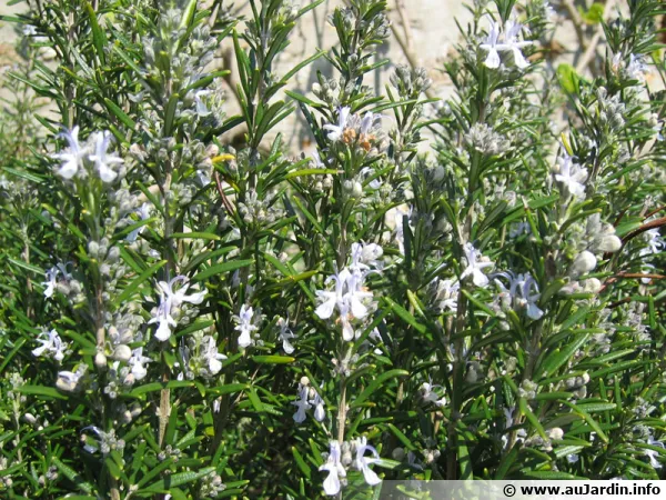 Le romarin, une aromatique incontournable du bouquet garni