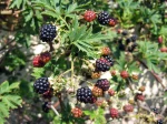 La ronce sauvage, Rubus fructicosus est assez variable