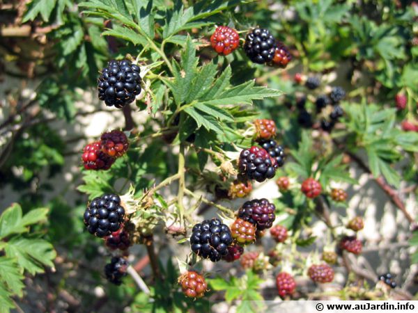Rubus fruticosus ♫ Graines ♫ Pl Gustative Fruitière ♫ ♫ MURIER 'Ronce à Mûres'