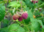 Framboisier (Framboise), Rubus idaeus, Rubus strigosus