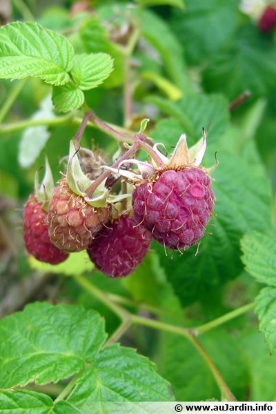 Framboisier Framboise Planter Cultiver Récolter