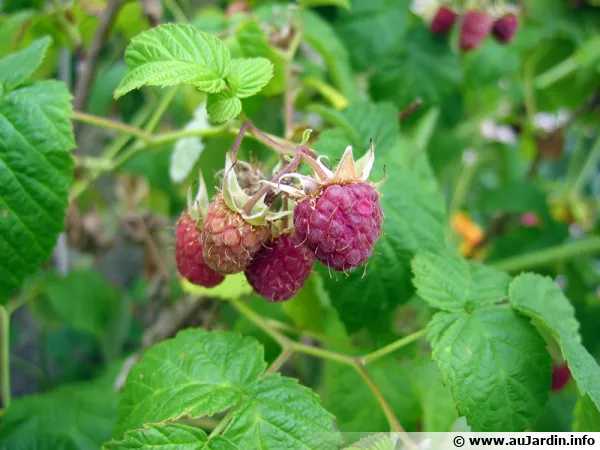 Framboisier (Framboise), Rubus idaeus, Rubus strigosus