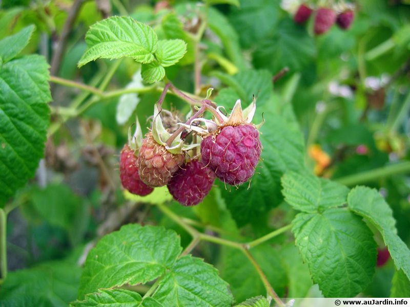 Framboisier Framboise Planter Cultiver Récolter