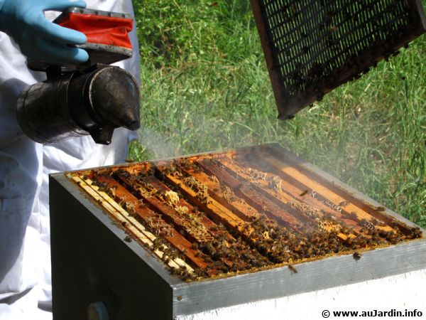 La propolis fabriquée par les abeilles stimule les défenses de l'organisme
