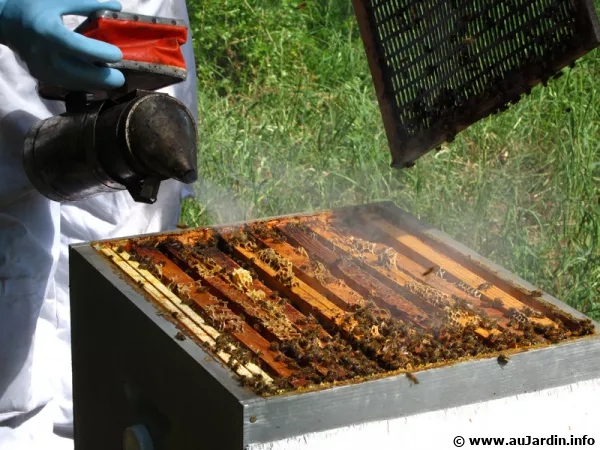 La propolis fabrique par les abeilles stimule les dfenses de l'organisme