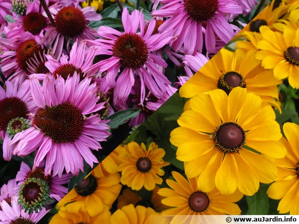 Echinaces et rudbeckias, des couleurs vives au jardin