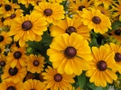Comment planter et multiplier le rudbeckia?