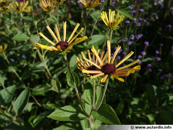 Sweet Rudbeckia Sweet Echinace Rudbeckia Subtomentosa Plant Cultivate Multiply,Turkey Injection Recipe Butter Honey