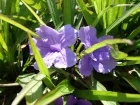 Ptunia mexicain, Ruellie de Britton, Ruellia brittoniana