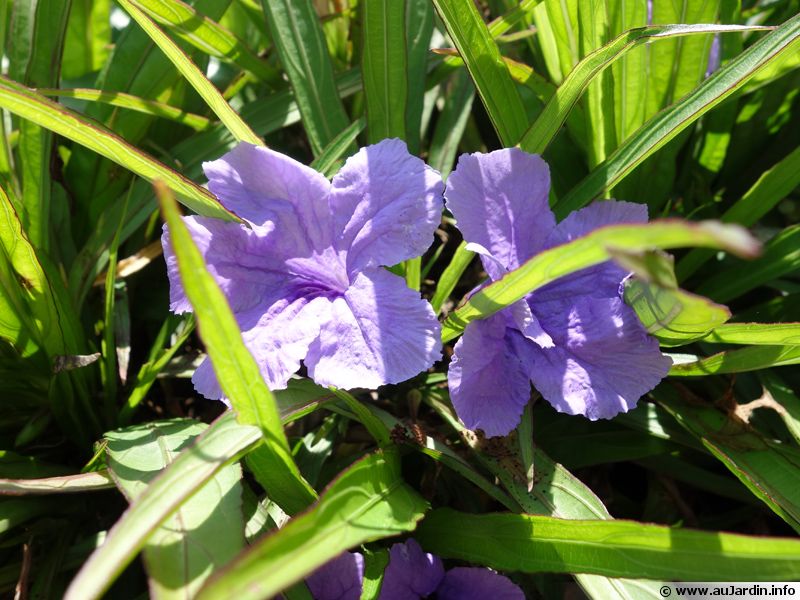 Pétunia mexicain, Ruellie de Britton, Ruellia brittoniana : planter ...