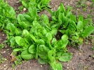 Oseille, Rumex acetosa