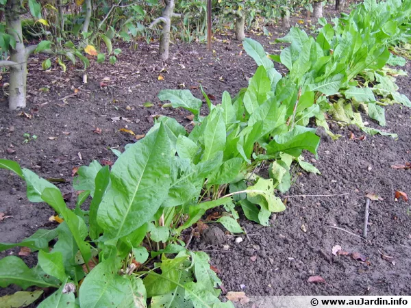 Patience, Oseille pinard, Epinard perptuel, Rumex patienta