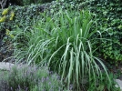 Canne  sucre, Saccharum officinarum