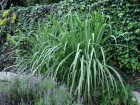 Canne  sucre, Saccharum officinarum