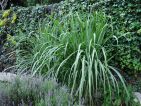 Un potager exotique avec sa canne à sucre Un potager exotique avec sa canne à sucre