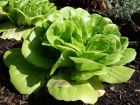Comment prévenir la montée en graines des salades ?