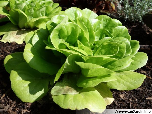 Comment prévenir la montée en graines des salades ?