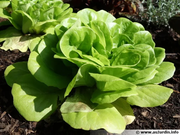 Comment prévenir la montée en graines des salades ?