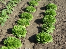Comment semer les salades en place?