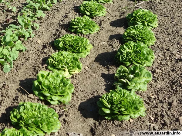 Des salades en rang pour une récolte proche après semis en place...