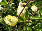 Saule Marsault pleureur, Salix caprea 'Kilmarnock'