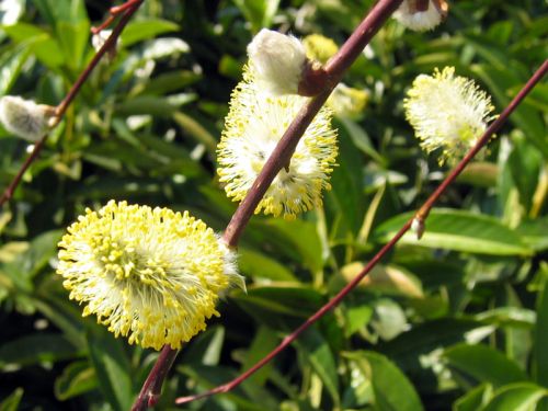 Saule marsault (Salix caprea), un saule mellifère : plantation, entretien
