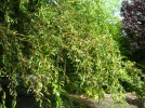 Saule de P�kin tortueux, Salix matsudana 'Tortuosa'
