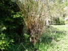 L'arbre ttard
