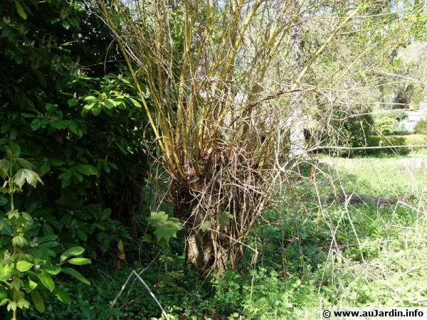Saule tétard, saule qui a été étêté