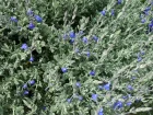 Sauge germandre, Sauge bleue du Mexique, Salvia chamaedryodes