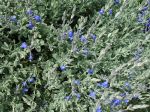 Sauge germandrée, Sauge bleue du Mexique, Salvia chamaedryoïdes 'Silver leaves'