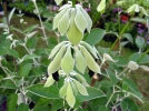Sauge du Prou, Sauge andine, Sauge noire, Salvia discolor