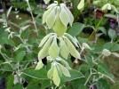 Sauge du P�rou, Sauge andine, Sauge noire, Salvia discolor
