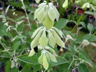 Sauge du Prou, Sauge andine, Sauge noire, Salvia discolor