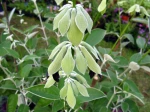 Sauge du P�rou, Sauge andine, Sauge noire, Salvia discolor