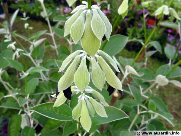 Sauge du Pérou, Sauge andine, Sauge noire, Salvia discolor