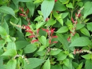 Sauge ananas, Salvia elegans