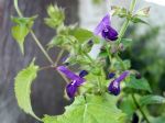 Sauge des bois japonaise, Makino, Salvia glabrescens Sauge des bois japonaise, Makino, Salvia glabrescens