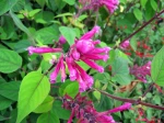 Sauge involucre, Salvia involucrata
