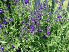 Sauge arbustive violette, Sauge des canyons, Sauge violette royale, Salvia lycioides