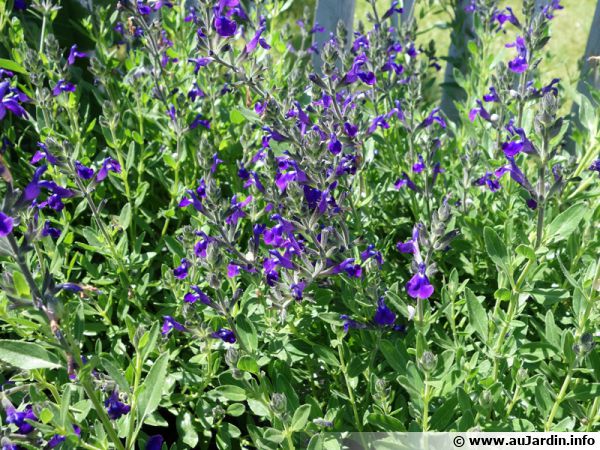 Sauge arbustive violette, Sauge des canyons, Sauge violette royale, Salvia  lycioides : planter, cultiver, multiplier