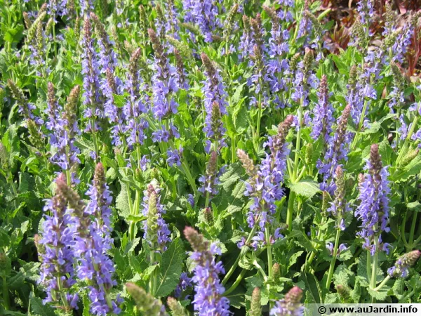 Sauge des bois, Salvia nemorosa