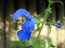 Sauge � larges fleurs, Sauge gentiane, Salvia patens